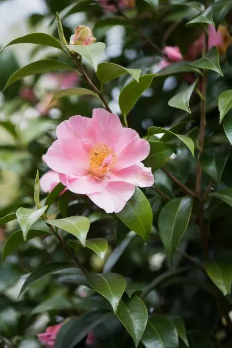 Camellia Tip Toe (Camellia)