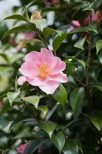 Camellia Tip Toe (Camellia)