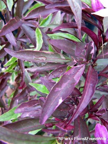 Purple Gem Barleria (Barleria obtusa) - Ladybird Nursery