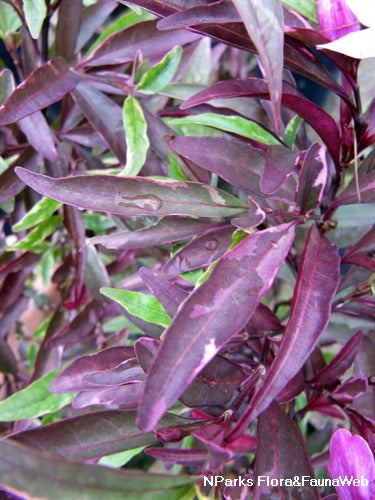 Purple Gem Barleria (Barleria obtusa)