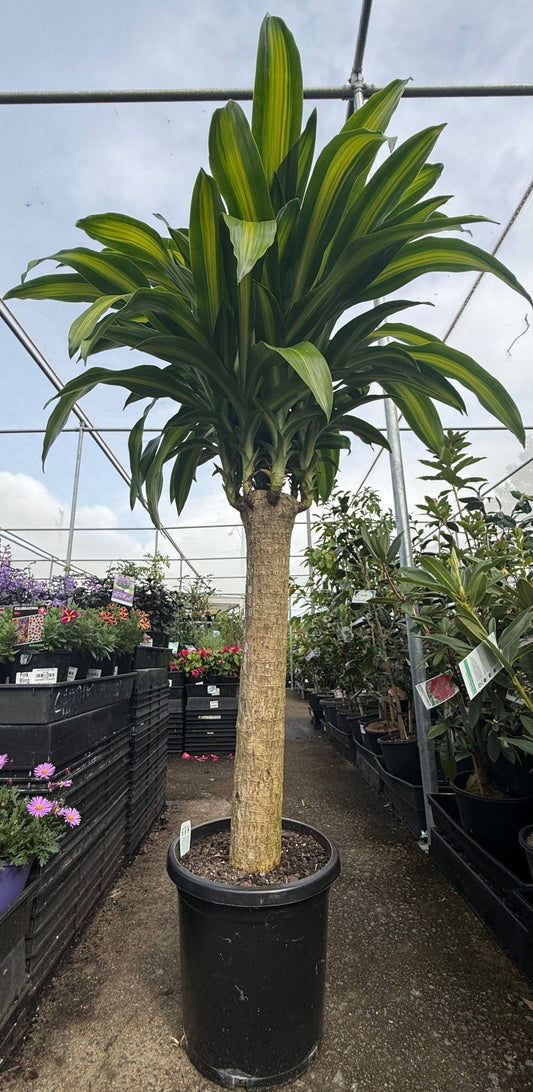 Happy Plant (Dracaena fragrans ‘Massangeana’) Single Trunk PICK UP ONLY - Ladybird Nursery
