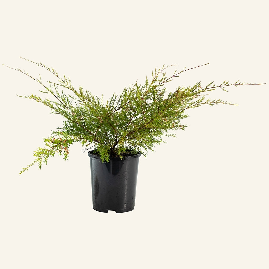 Babingtonia (Babingtonia similis)