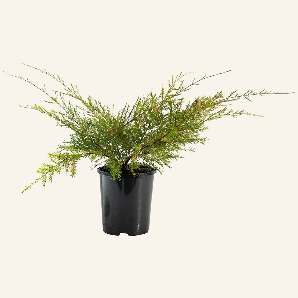 Babingtonia (Babingtonia similis) - Ladybird Nursery