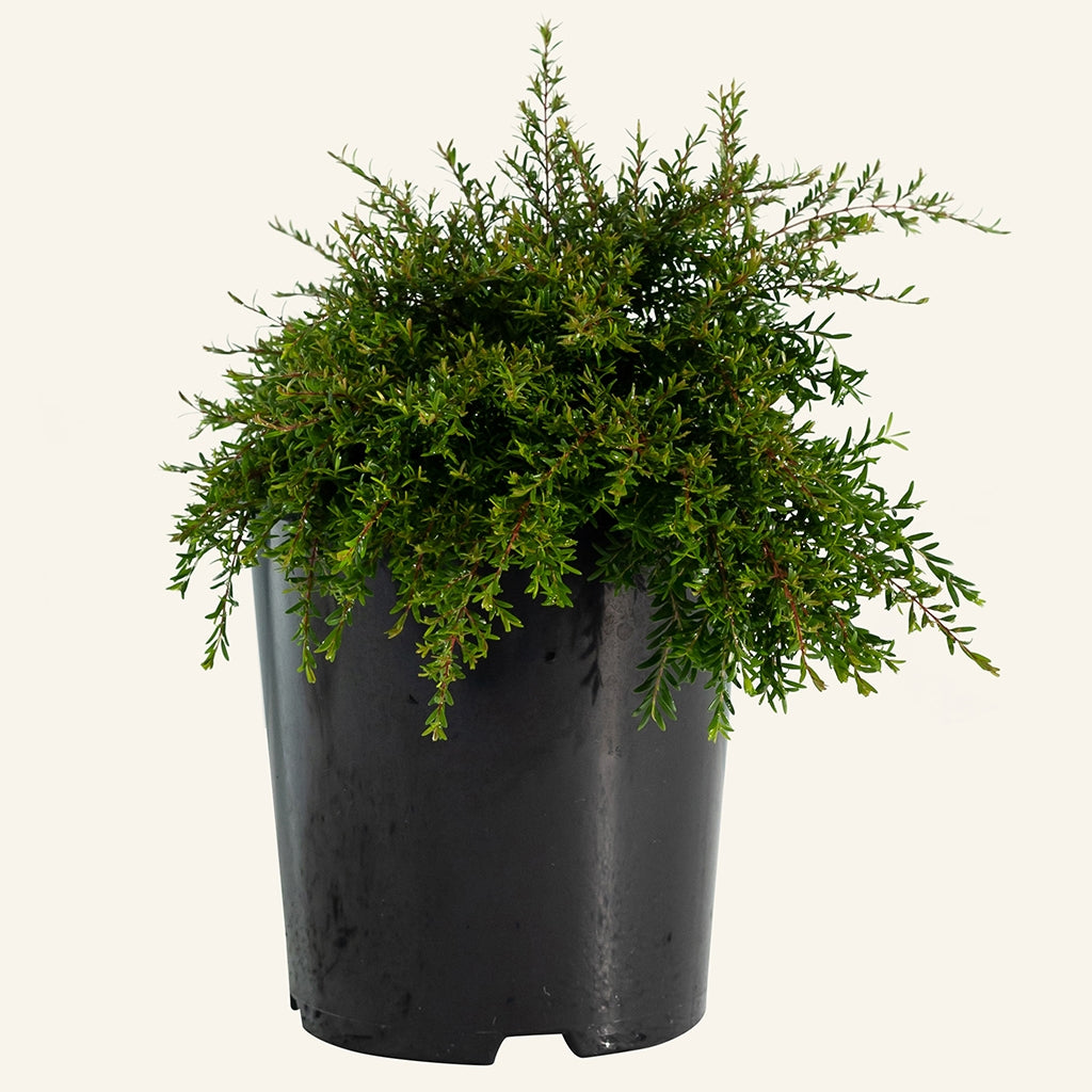 Compact Tall Babingtonia Compacta (Babingtonia virgata)