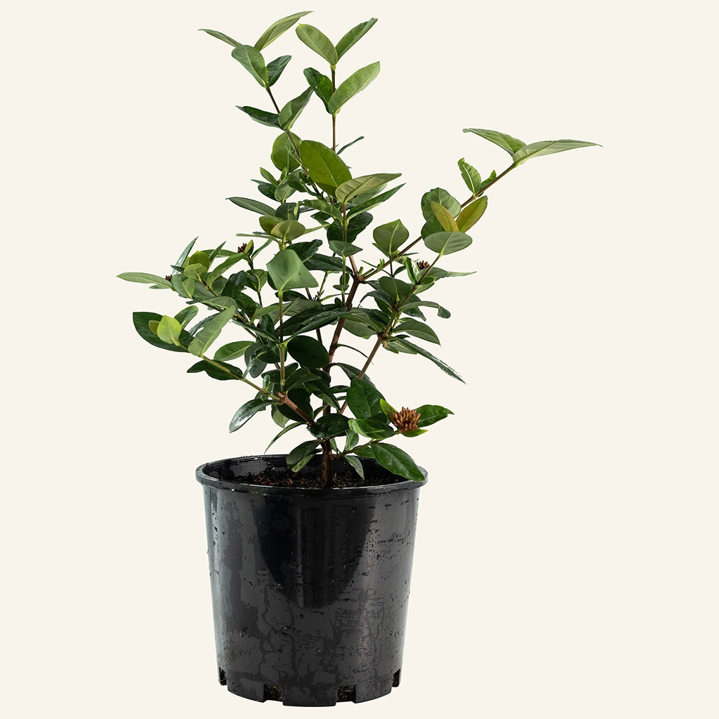 Ixora Tangerine Fire