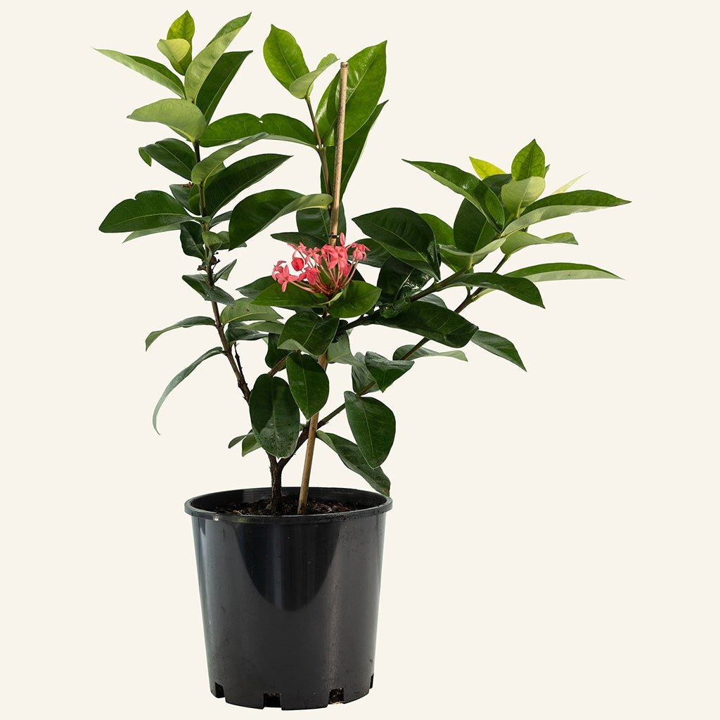 Ixora Pink Malay - Ladybird Nursery