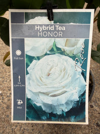 Rose 'Honor'