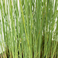 Cigar Rush (Lepironia articulata)