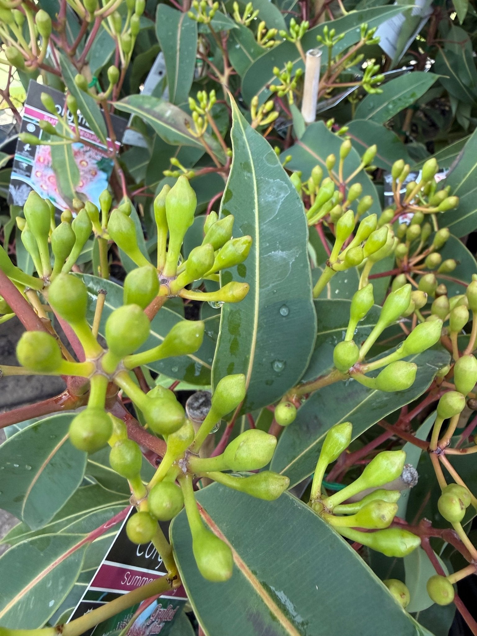 Dwarf Eucalyptus ‘Summer Beauty’ (Corymbia ficifolia) - Ladybird Nursery