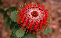 Scarlet Banksia (Banksia coccinea)