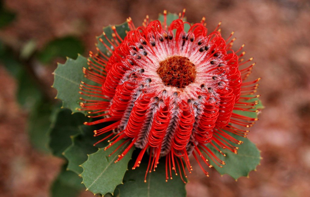 Scarlet Banksia (Banksia coccinea) - Ladybird Nursery