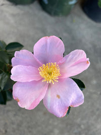 Camellia 'Plantation Pink' (Camellia sasanqua) - Large - Ladybird Nursery