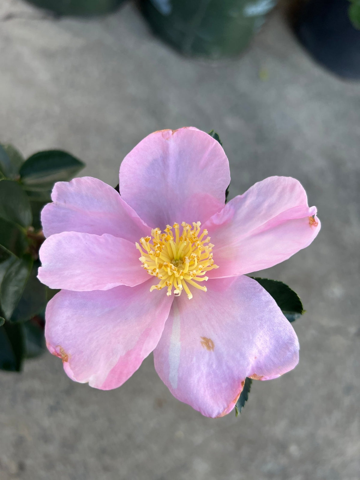 Camellia 'Plantation Pink' (Camellia sasanqua) - Large - Ladybird Nursery
