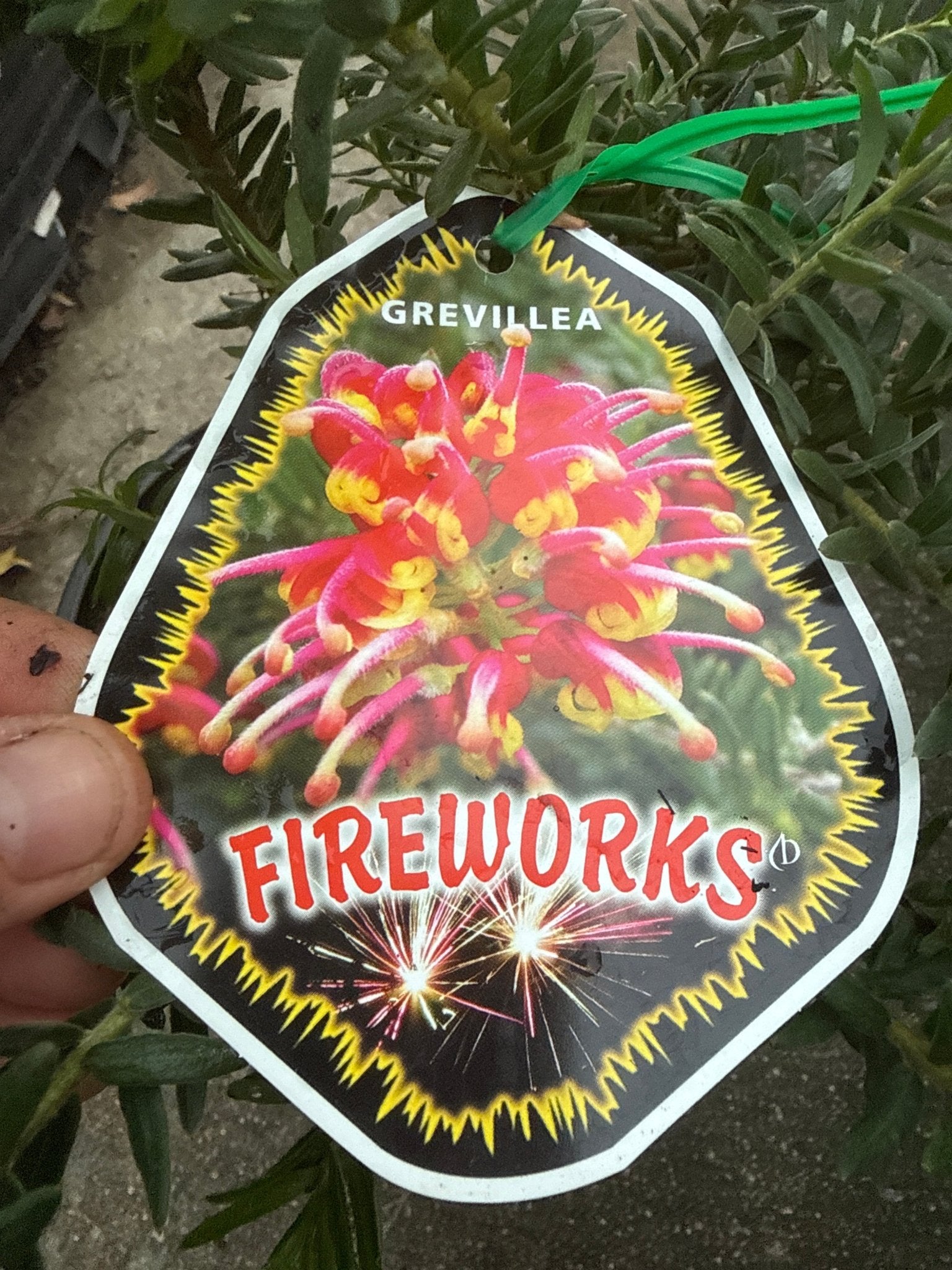 Dwarf Grevillea 'Fireworks' - Large - Ladybird Nursery