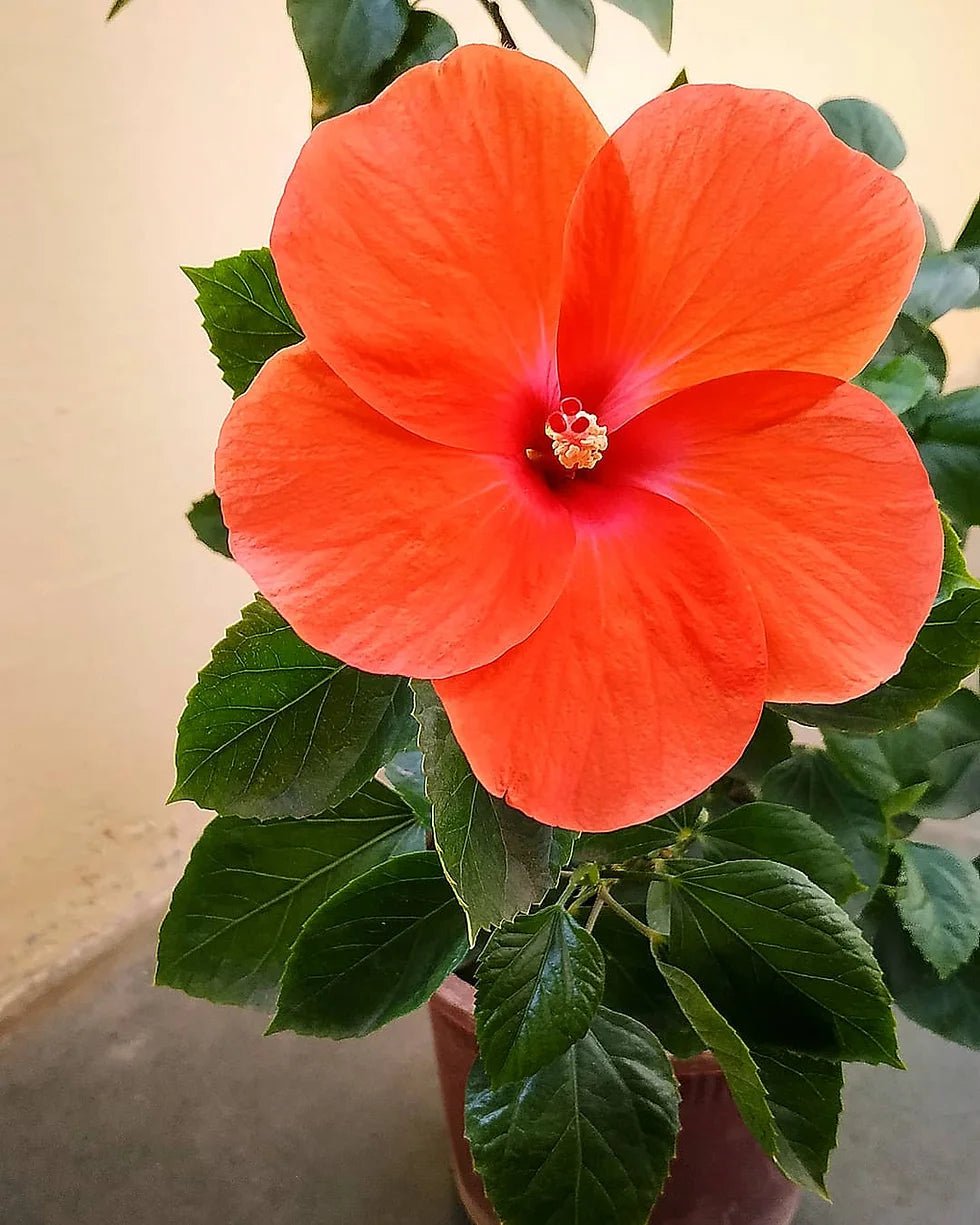 Hibiscus Flamenco™ Adonicus Orange - Ladybird Nursery