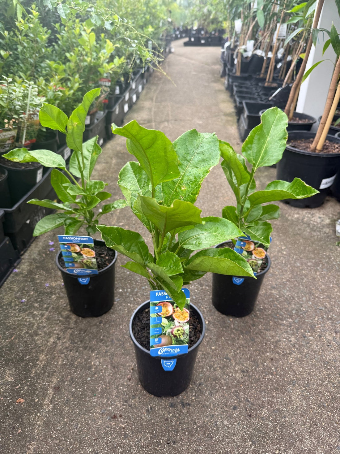 Passionfruit 'Norfolk Black' - Ladybird Nursery