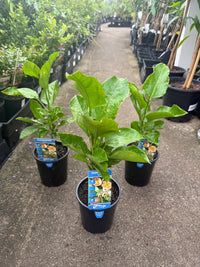Passionfruit 'Norfolk Black' - Ladybird Nursery