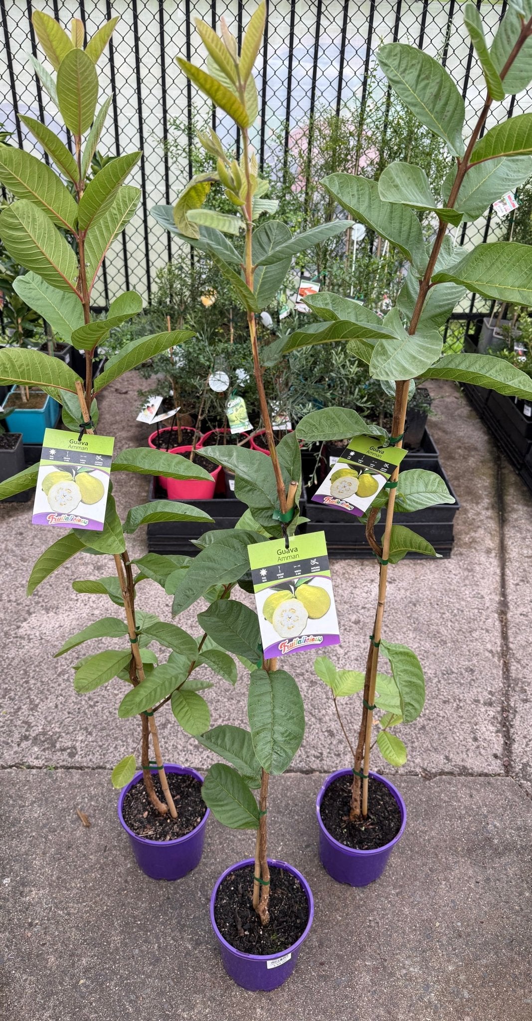 Guava 'Amman' (Psidium guajava) - Ladybird Nursery