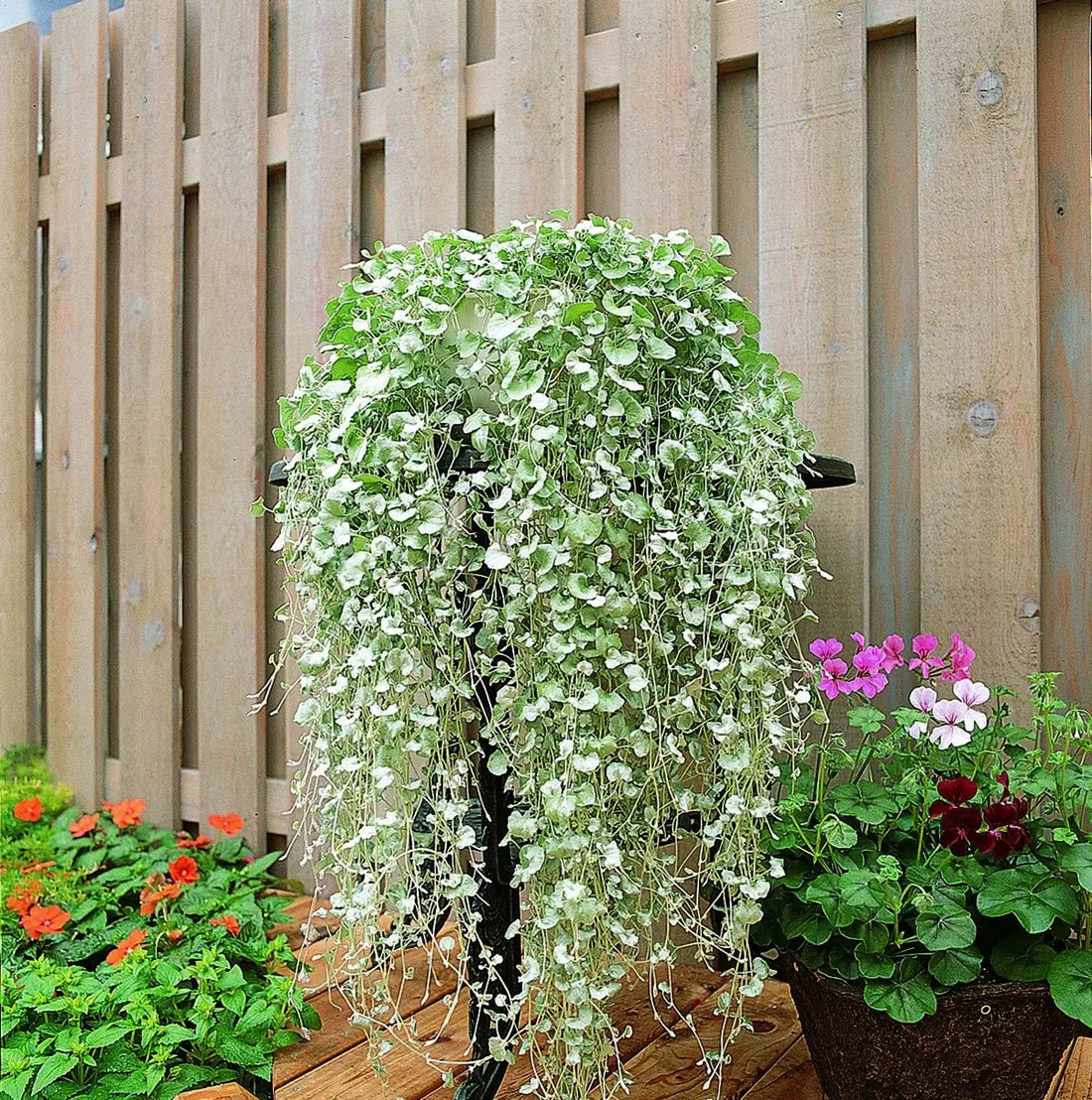 Dichondra ‘Silver Falls’ (Dichondra argentea) - Ladybird Nursery