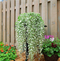 Dichondra ‘Silver Falls’ (Dichondra argentea)
