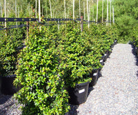 Lilly Pilly PINNACLE™ (Syzygium australe)