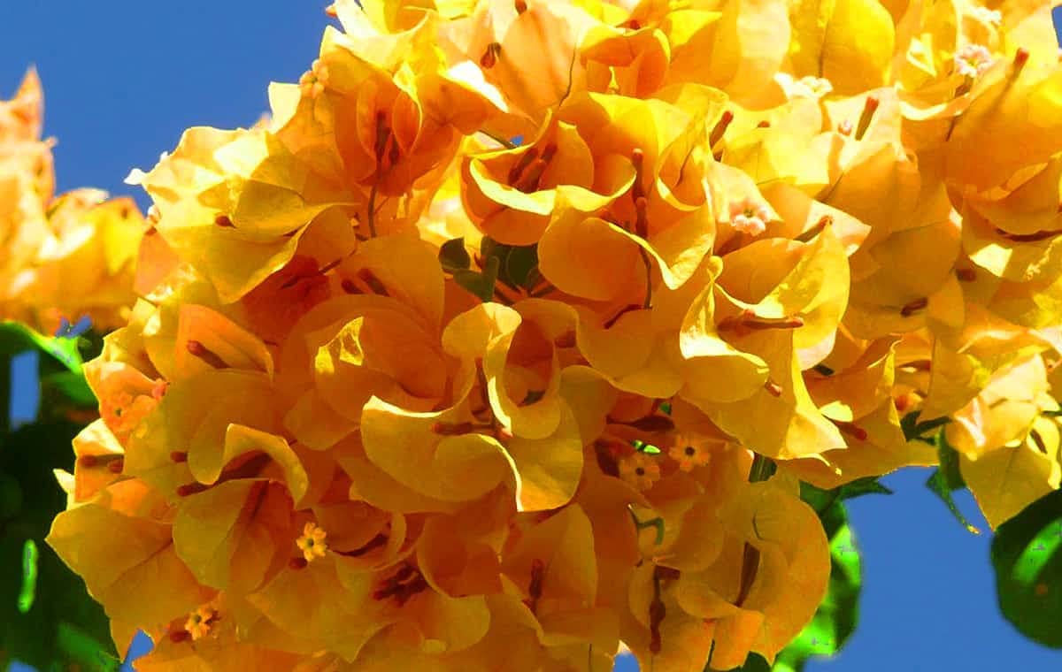 Bougainvillea Carsons Gold (Bougainvillea glabra)