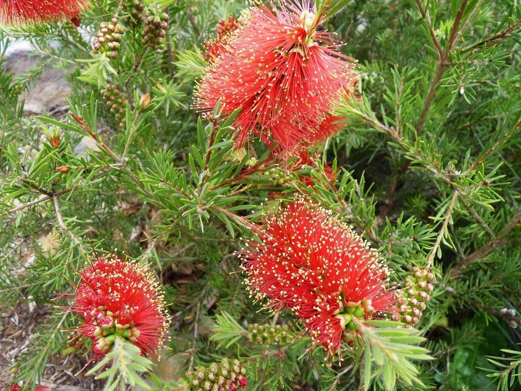 Bottlebrush Rocky Rambler (Callistemon pearsonii) - Ladybird Nursery