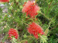 Bottlebrush Rocky Rambler (Callistemon pearsonii)