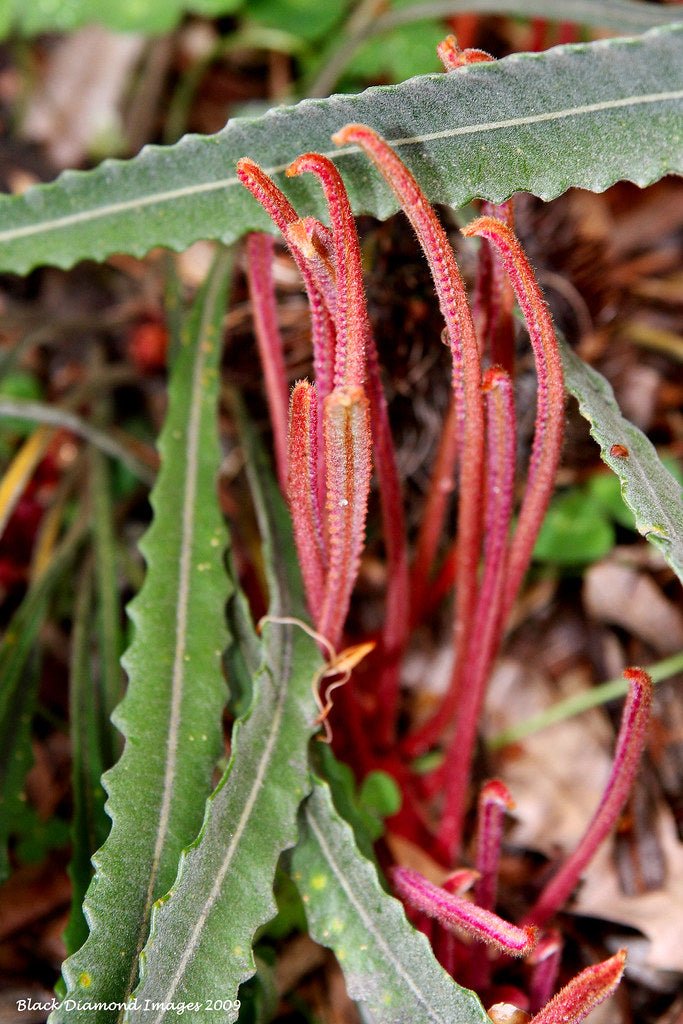 Creeping Banksia (Banksia petiolaris) - Ladybird Nursery