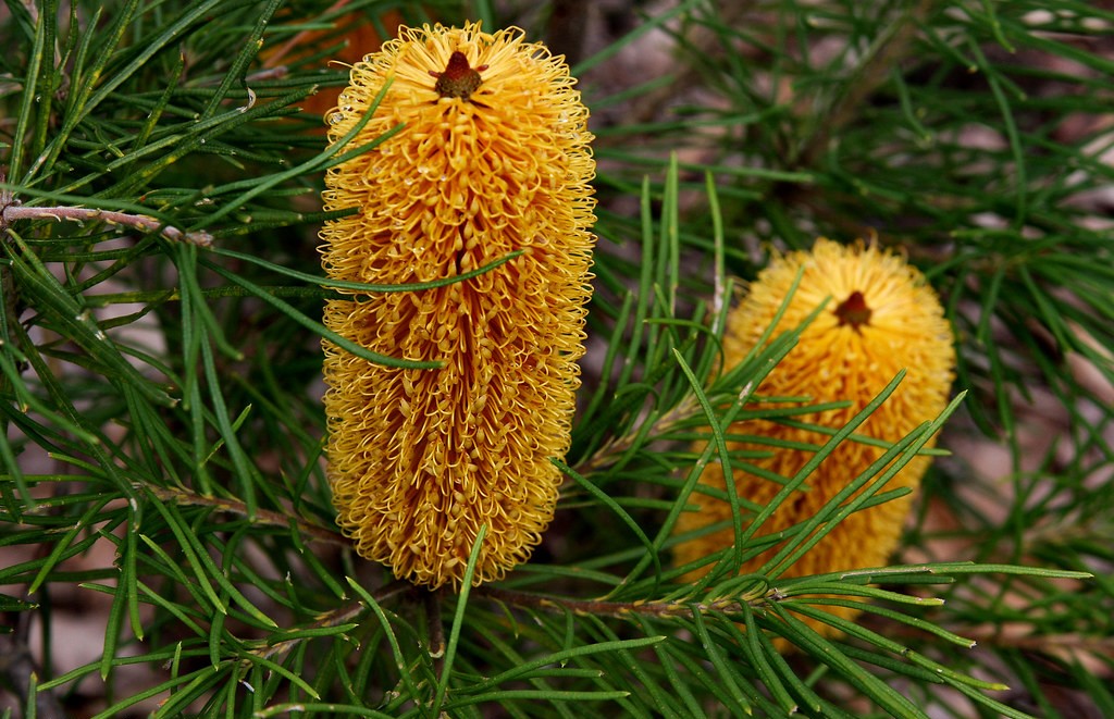 Banksia 'Bold and Gold' (Banksia spinulosa)