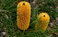 Banksia 'Bold and Gold' (Banksia spinulosa)