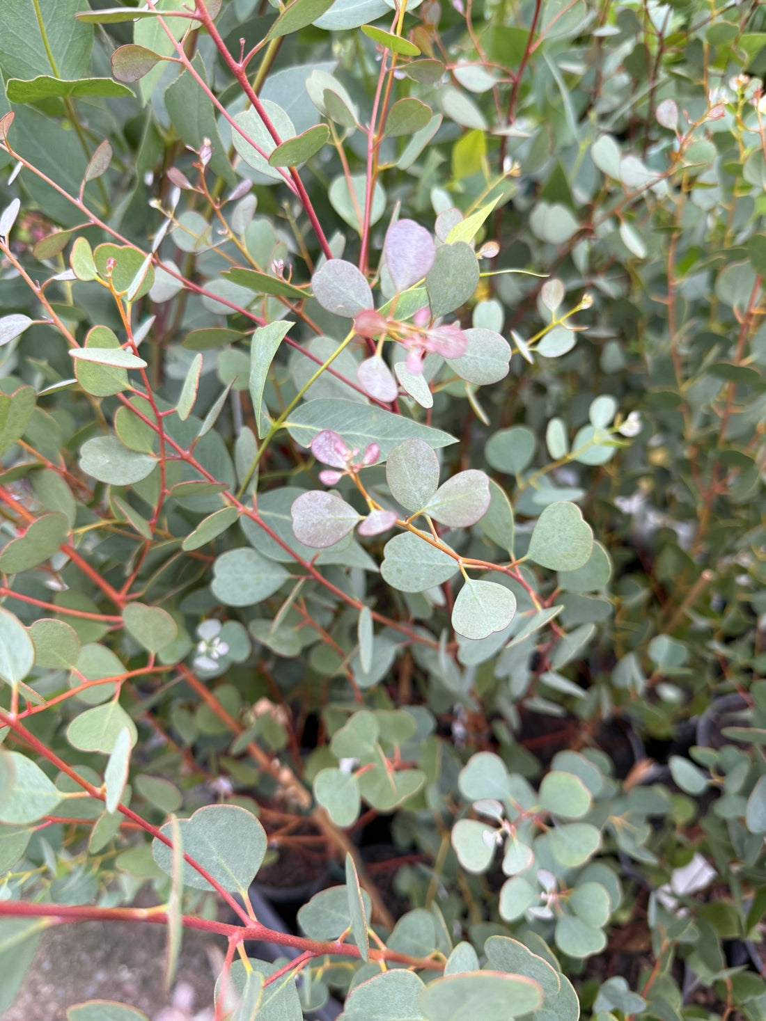 Dwarf Heart Leaf Eucalyptus (Eucalyptus websteriana) - Ladybird Nursery