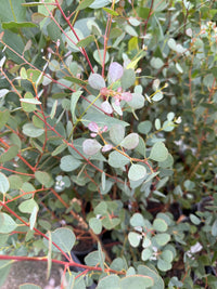 Dwarf Heart Leaf Eucalyptus (Eucalyptus websteriana) - Ladybird Nursery