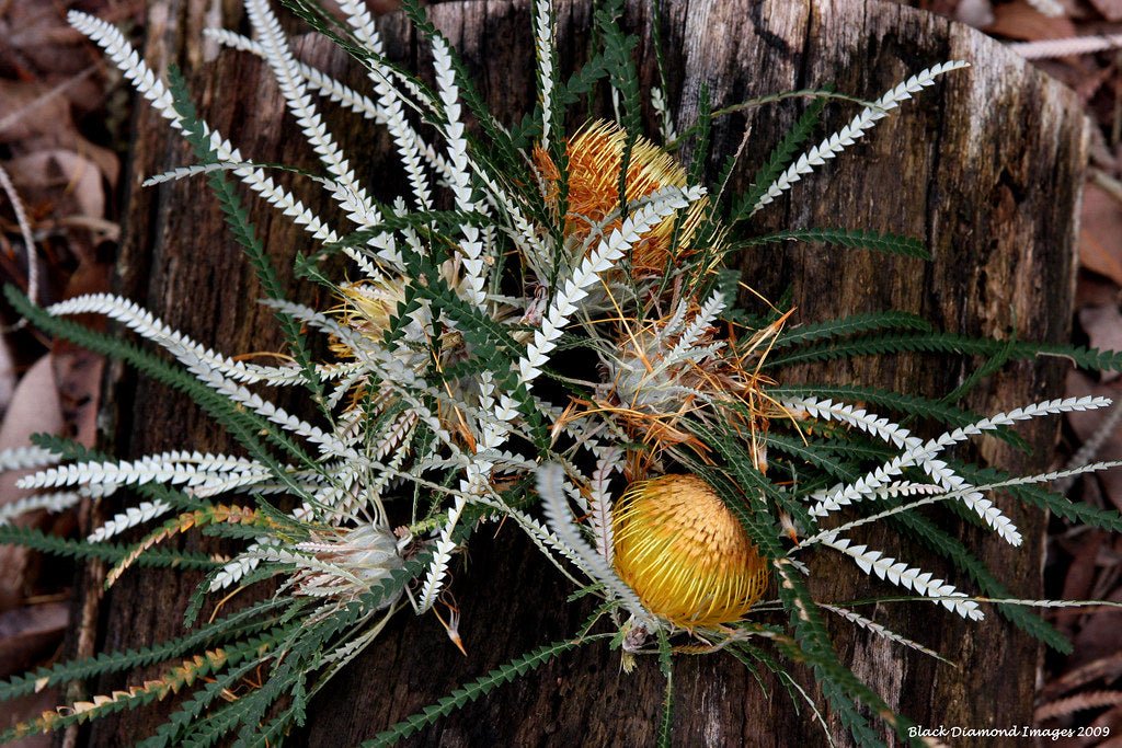 Showy Banksia (Banksia formosa) - Ladybird Nursery