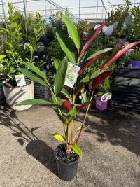 Native Ginger ‘Red’ (Alpinia caerulea) - Ladybird Nursery