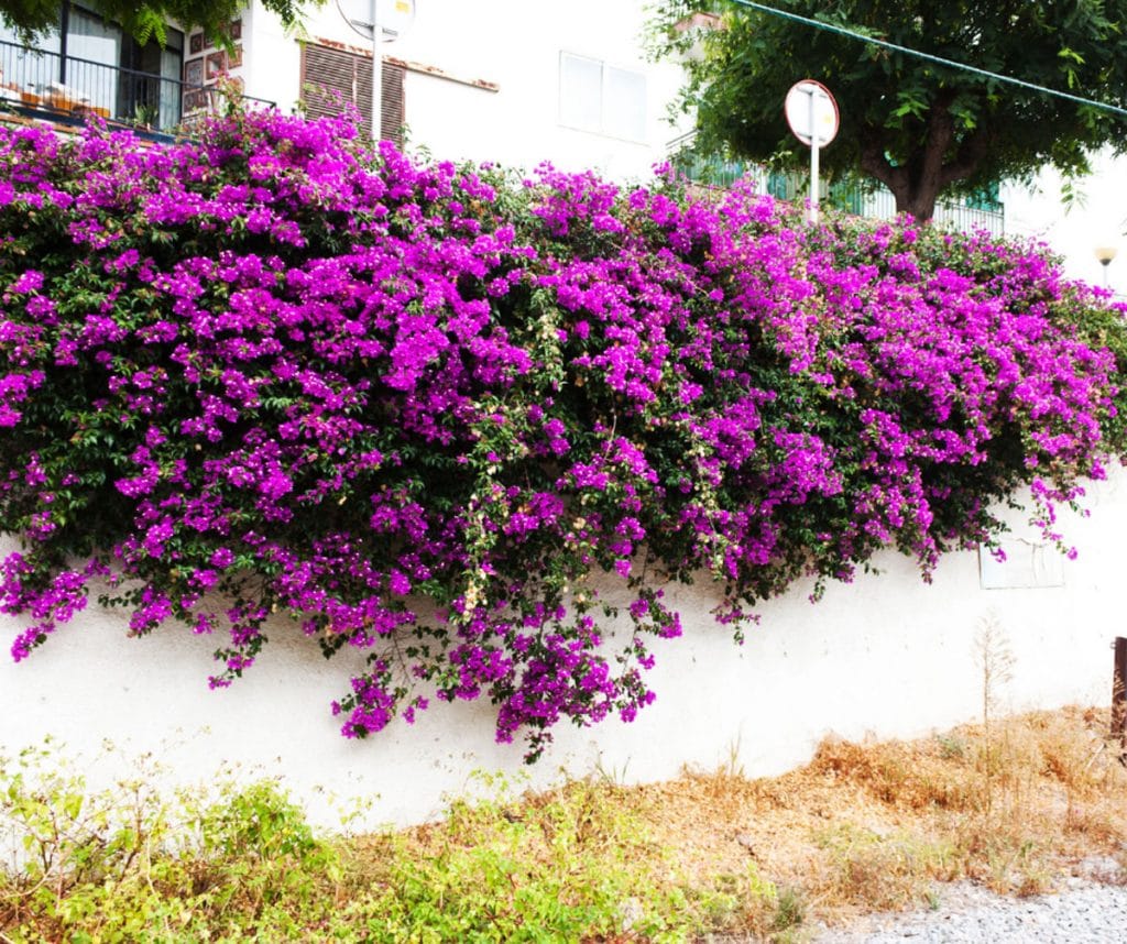 Bougainvillea Purple Cascade (Bougainvillea glabra)