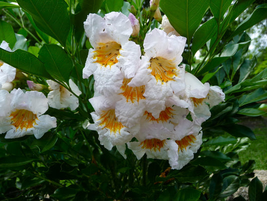 Radermachera yunnanensis