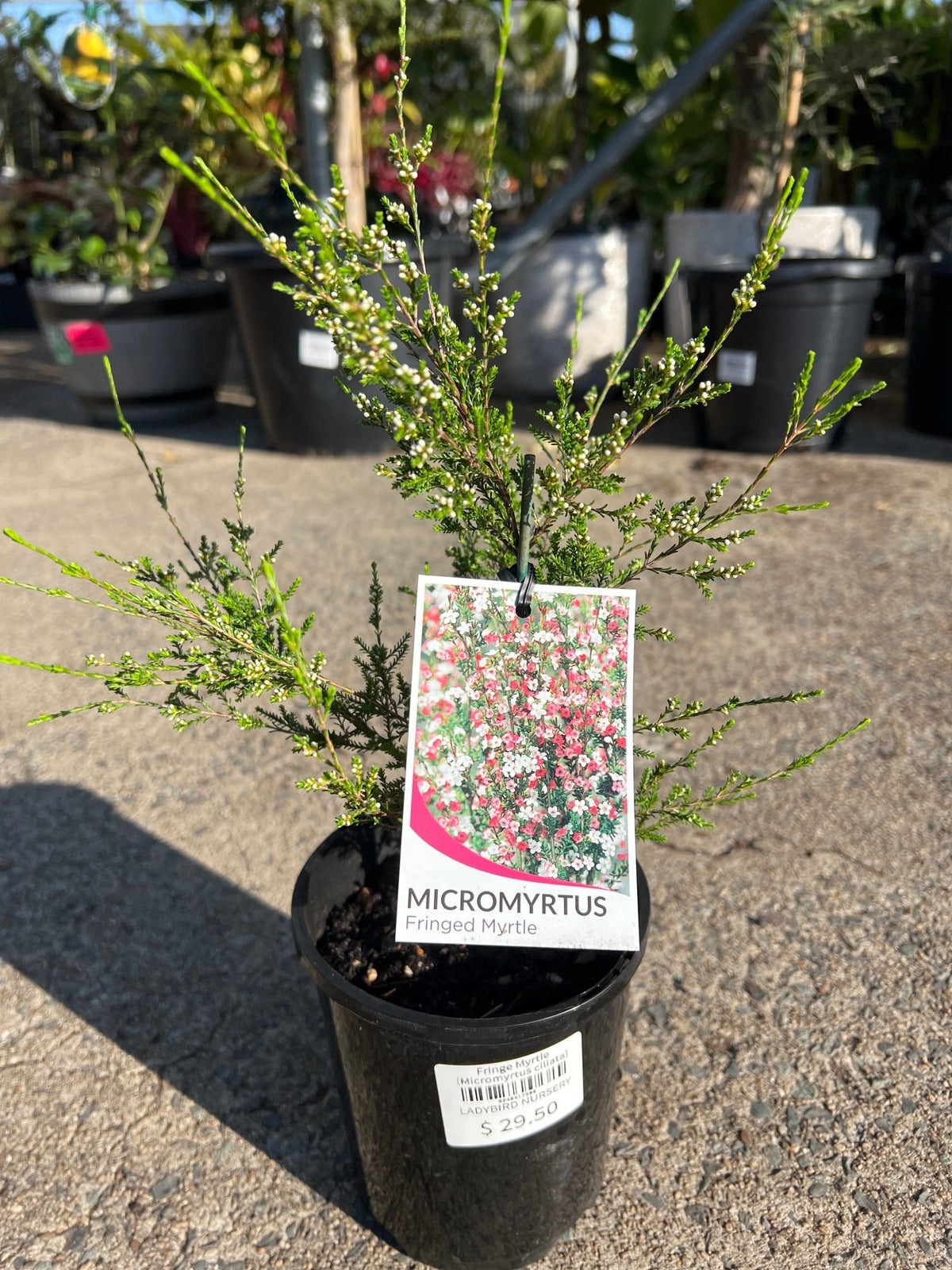 Fringe Myrtle (Micromyrtus ciliata) - Ladybird Nursery