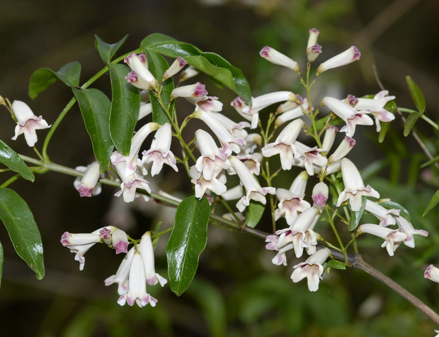 Wonga Wonga Vine (Pandorea pandorana)