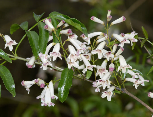 Wonga Wonga Vine (Pandorea pandorana)