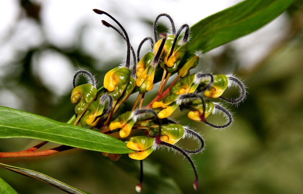 Grevillea venusta