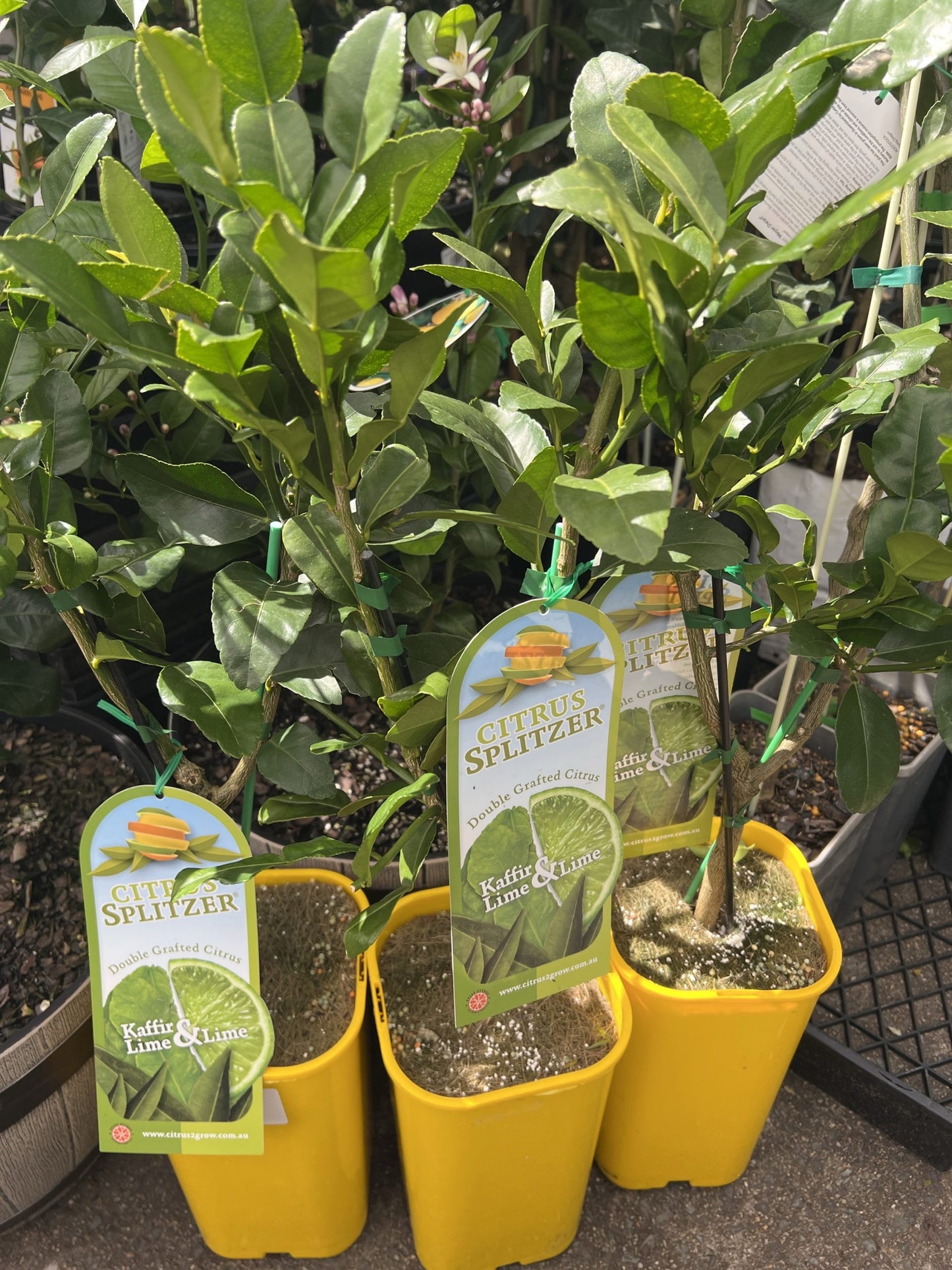 Lime &amp; Kaffir Tree