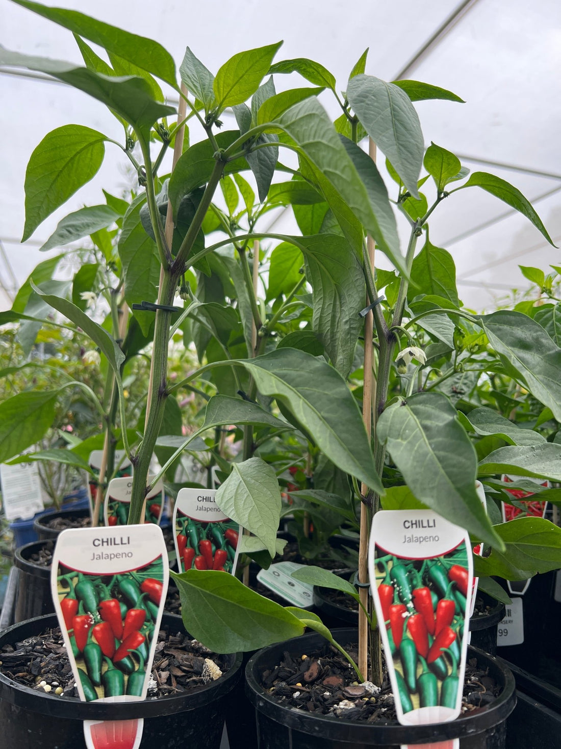 Chilli 'Jalapeno' 140mm Pot - Ladybird Nursery