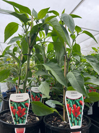 Chilli 'Jalapeno' 140mm Pot - Ladybird Nursery