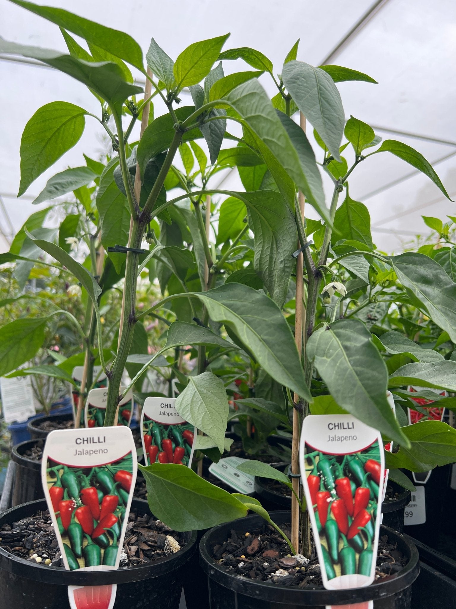 Chilli 'Jalapeno' 140mm Pot - Ladybird Nursery