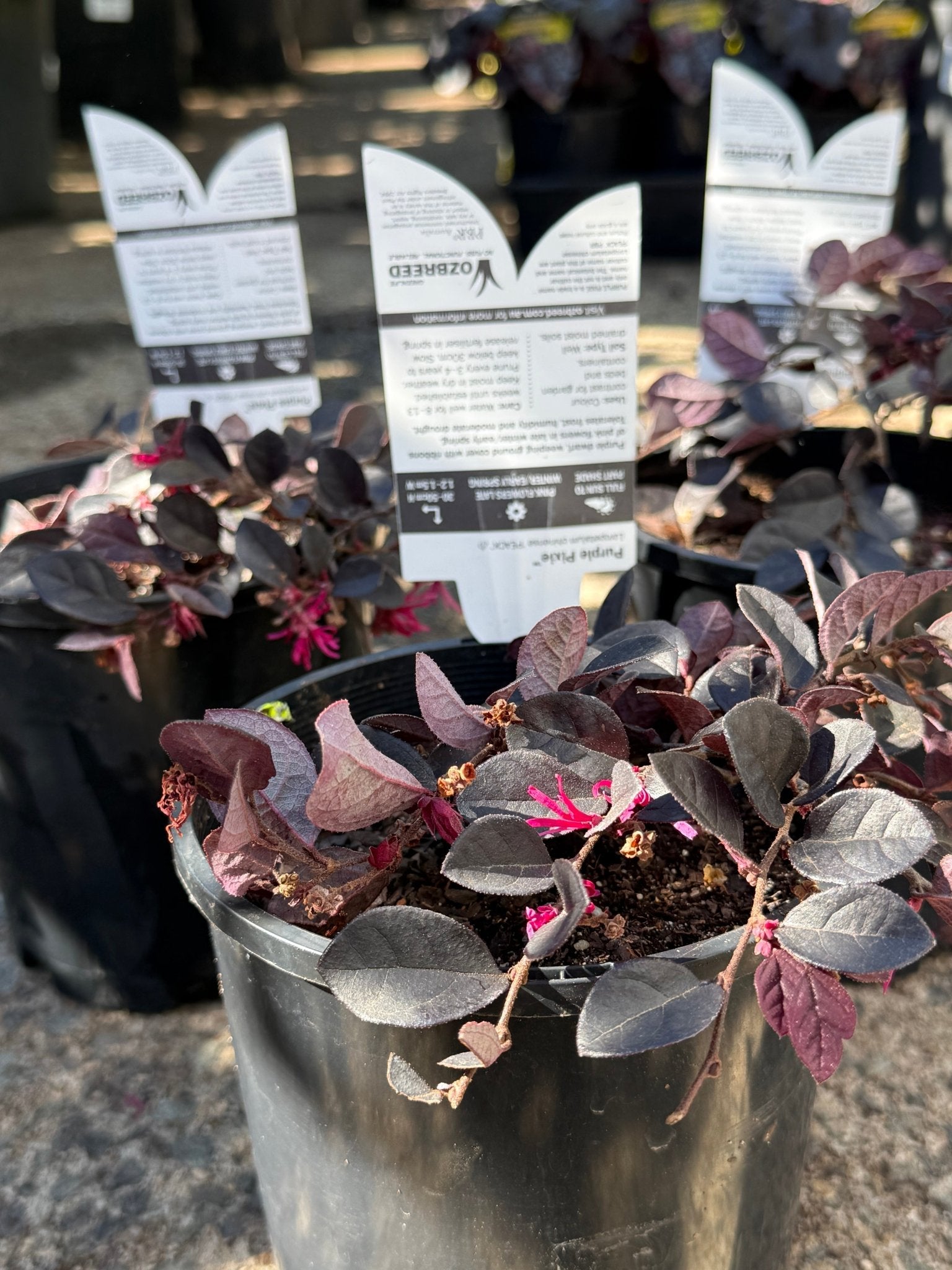 Loropetalum Purple Pixie™ (Loropetalum chinense) - Ladybird Nursery