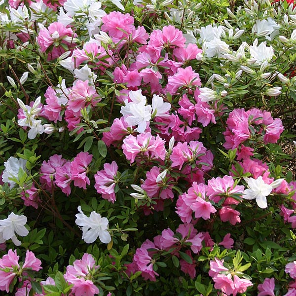 Rhododendron spp. Assorted