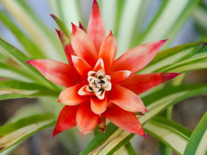 Guzmania spp. Red Bromeliad