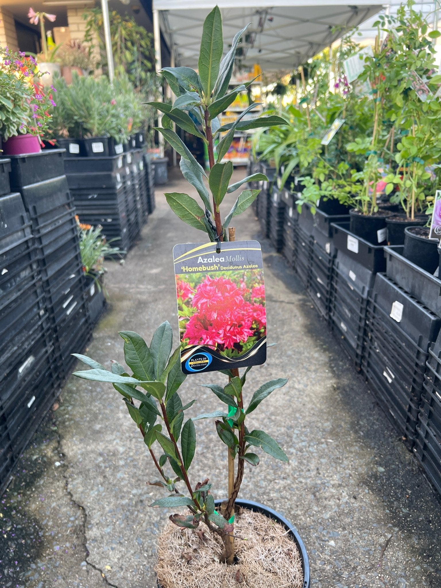 Azalea mollis ‘Homebush’ (Deciduous Azalea) - Ladybird Nursery