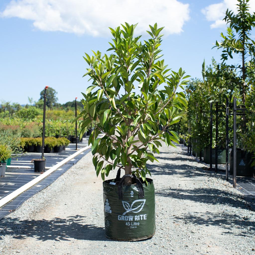 Figaro (Ficus obliqua) - Ladybird Nursery